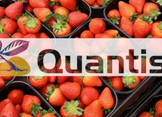 QUANTIS – pierwszy biostymulator od Syngenty