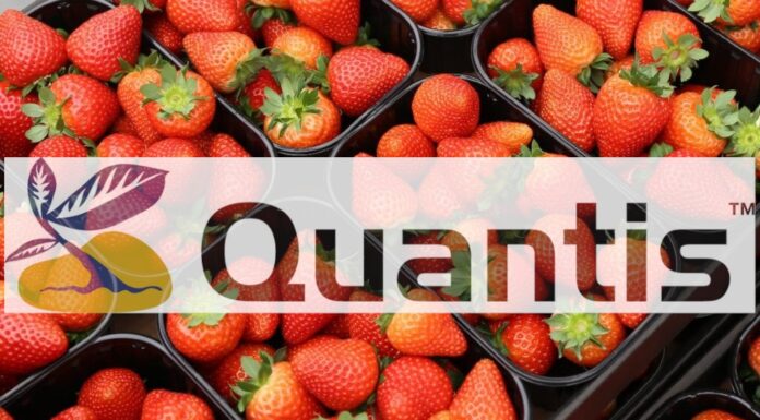 QUANTIS – pierwszy biostymulator od Syngenty