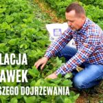 Stymulacja truskawek