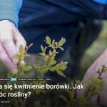 Zaczyna się kwitnienie borówki