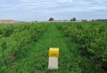 Zapylanie borówki amerykańskiej przez trzmiele