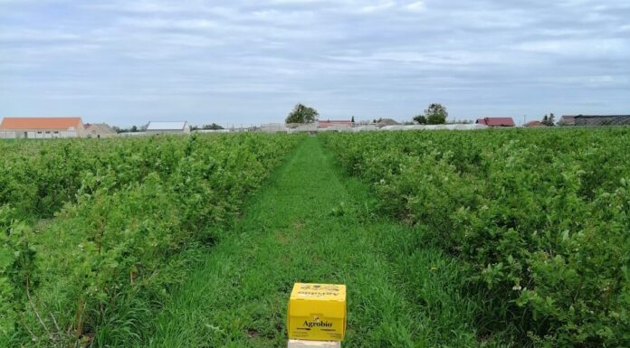 Zapylanie borówki amerykańskiej przez trzmiele