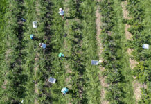 Czy da się jeszcze zarobić na borówce? (cz. II)