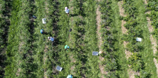 Czy da się jeszcze zarobić na borówce? (cz. II)