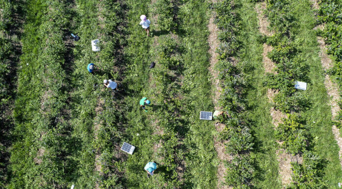 Czy da się jeszcze zarobić na borówce? (cz. II)