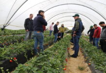 Jagodowe w regionie Huelva (cz. II) – wykorzystanie naturalnych drapieżców w uprawie truskawek