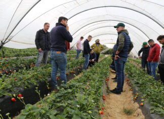 Jagodowe w regionie Huelva (cz. II) – wykorzystanie naturalnych drapieżców w uprawie truskawek