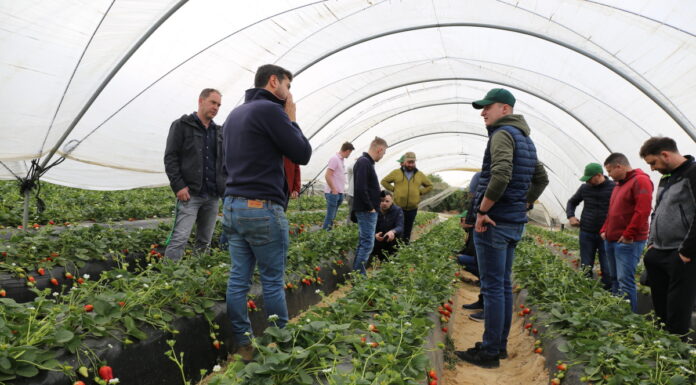 Jagodowe w regionie Huelva (cz. II) – wykorzystanie naturalnych drapieżców w uprawie truskawek