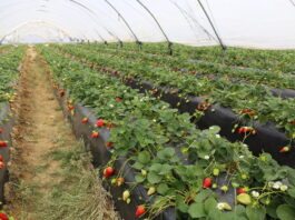 Kampania truskawek w Huelvie może zostać wydłużona. Producenci chcą odrobić straty po burzach Uprawa truskawek w tunelach w Hiszpanii