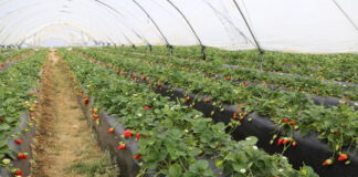 Duże zmiany w strukturze upraw jagodowych w hiszpańskiej Huelvie