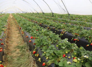 Skażone truskawki z Maroko – GIS ostrzega