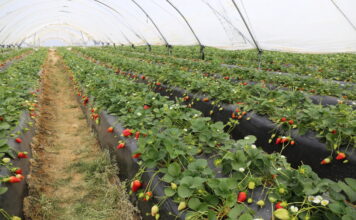 Kampania truskawek w Huelvie może zostać wydłużona. Producenci chcą odrobić straty po burzach Uprawa truskawek w tunelach w Hiszpanii
