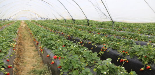 Kampania truskawek w Huelvie może zostać wydłużona. Producenci chcą odrobić straty po burzach Uprawa truskawek w tunelach w Hiszpanii