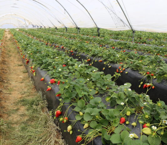 Kampania truskawek w Huelvie może zostać wydłużona. Producenci chcą odrobić straty po burzach Uprawa truskawek w tunelach w Hiszpanii