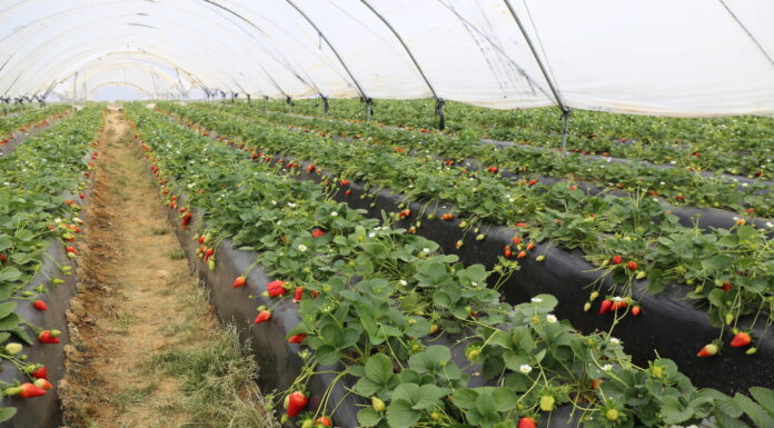 Zmiany w wielkości produkcji i walka o lepsze warunki pracy w sektorze upraw jagodowych