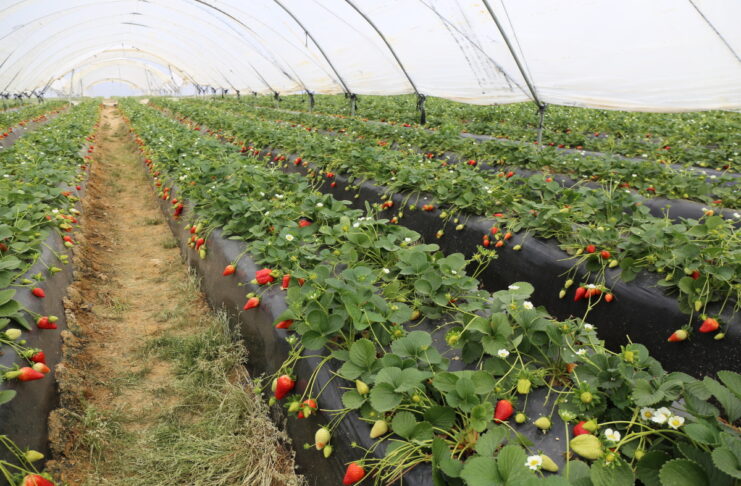 Kampania truskawek w Huelvie może zostać wydłużona. Producenci chcą odrobić straty po burzach Uprawa truskawek w tunelach w Hiszpanii