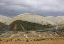 Problemy nie opuszczają plantatorów z Huelvy