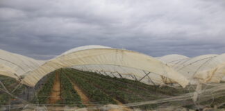 Problemy nie opuszczają plantatorów z Huelvy
