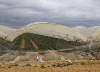 Problemy nie opuszczają plantatorów z Huelvy