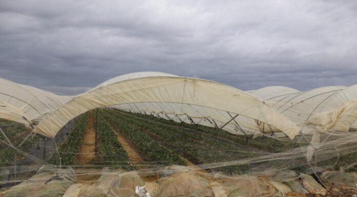 Problemy nie opuszczają plantatorów z Huelvy