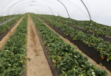 Średnia cena truskawek z Huelvy wzrosła o 18% – do 2,19 euro/kg w sezonie 2024/2025