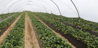 Średnia cena truskawek z Huelvy wzrosła o 18% – do 2,19 euro/kg w sezonie 2024/2025