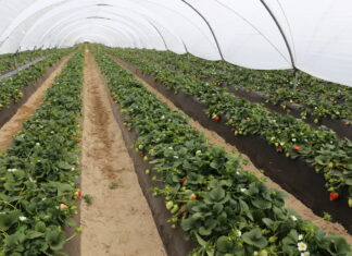 Średnia cena truskawek z Huelvy wzrosła o 18% – do 2,19 euro/kg w sezonie 2024/2025