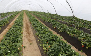 Średnia cena truskawek z Huelvy wzrosła o 18% – do 2,19 euro/kg w sezonie 2024/2025