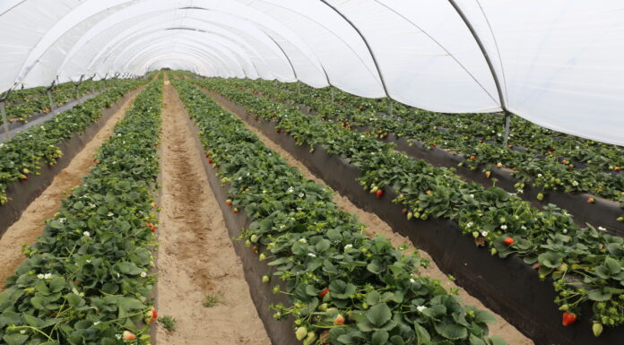 Średnia cena truskawek z Huelvy wzrosła o 18% – do 2,19 euro/kg w sezonie 2024/2025