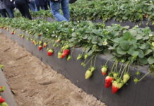 Uprawa truskawki w basenie Morza Śródziemnego (cz. II) – nowe odmiany i innowacje