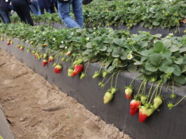 Ruszyły zbiory truskawek w Huelvie. Prognozy są optymistyczne truskawki w huelvie