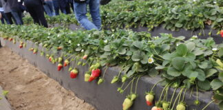 Uprawa truskawki w basenie Morza Śródziemnego (cz. II) – nowe odmiany i innowacje