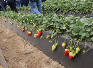 Ruszyły zbiory truskawek w Huelvie. Prognozy są optymistyczne truskawki w huelvie