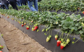 Ruszyły zbiory truskawek w Huelvie. Prognozy są optymistyczne truskawki w huelvie