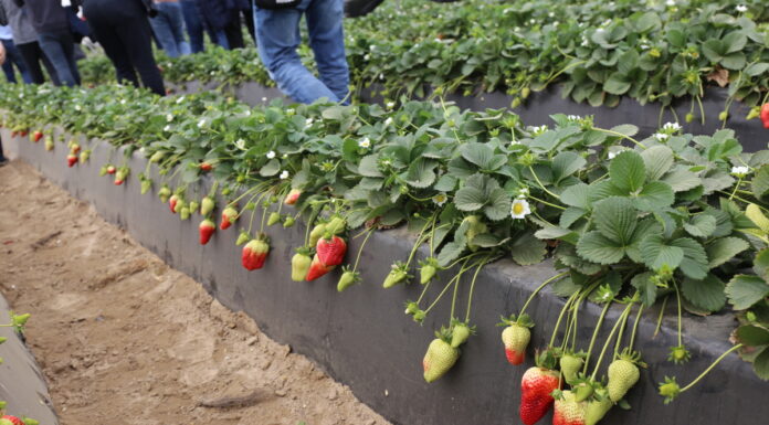Ruszyły zbiory truskawek w Huelvie. Prognozy są optymistyczne truskawki w huelvie