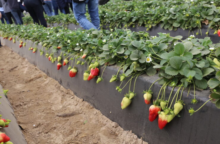 Ruszyły zbiory truskawek w Huelvie. Prognozy są optymistyczne truskawki w huelvie
