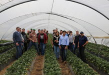 Jagodowe w regionie Huelva (cz. I) – nasze wrażenia