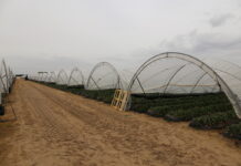 Nowy sezon jagodowy w Huelvie – stabilny areał, wzrost znaczenia truskawek i borówek Truskawki w Huelvie