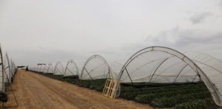 Nowy sezon jagodowy w Huelvie – stabilny areał, wzrost znaczenia truskawek i borówek Truskawki w Huelvie