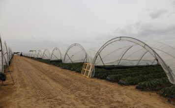 Nowy sezon jagodowy w Huelvie – stabilny areał, wzrost znaczenia truskawek i borówek Truskawki w Huelvie