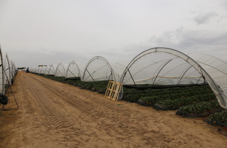 Nowy sezon jagodowy w Huelvie – stabilny areał, wzrost znaczenia truskawek i borówek Truskawki w Huelvie