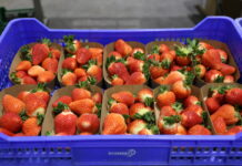 Chciwi pośrednicy zarabiają na truskawkach