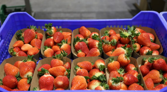 Chciwi pośrednicy zarabiają na truskawkach