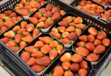 Nowy tymczasowy wymóg dotyczący eksportu marokańskich owoców miękkich w Hiszpanii