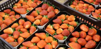 Nowy tymczasowy wymóg dotyczący eksportu marokańskich owoców miękkich w Hiszpanii