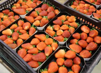 Nowy tymczasowy wymóg dotyczący eksportu marokańskich owoców miękkich w Hiszpanii