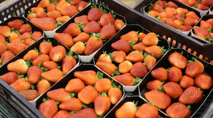Nowy tymczasowy wymóg dotyczący eksportu marokańskich owoców miękkich w Hiszpanii