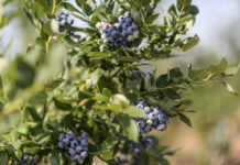 Czy da się jeszcze zarobić na borówce? (cz. I)