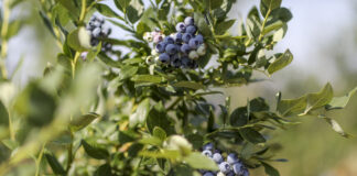 Czy da się jeszcze zarobić na borówce? (cz. I)