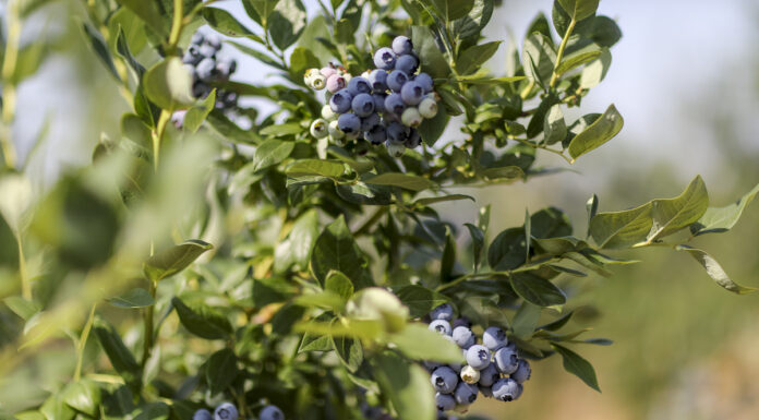 Czy da się jeszcze zarobić na borówce? (cz. I)